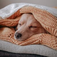 Woollen blanket - Image 3